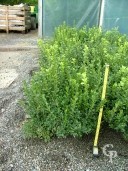 Buxus  Sempervirens   30-40