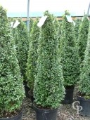 Buxus Cone  1,00