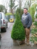 Buxus Egyptian Pyramid