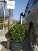 Buxus Rotund  C12 30-35cm