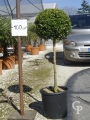 Buxus Rotund  C12 30-35cm