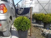 Buxus Rotund  C20 40-45cm