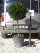 Buxus Rotund  C20 40-45cm