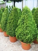 Buxus Semp  1,50-1,60 Egypt