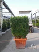 Buxus Semp  Arborescens    Cube