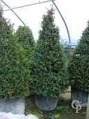 Buxus Sempervirens    2,00 Cone