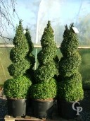 Buxus Sempervirens   1,25 Spiral