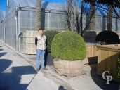 Buxus Sempervirens   1,75  Ball