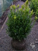 Buxus Sempervirens   40-50 Rb