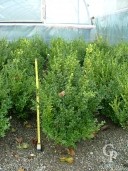 Buxus Sempervirens   40-50