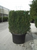 Buxus Sempervirens   60   Cube