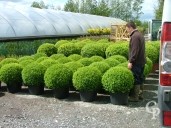 Buxus Sempervirens   60cm Ball