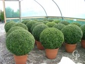 Buxus Sempervirens   90cm  Ball