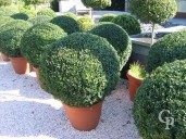 Buxus Sempervirens 95cm  Ball