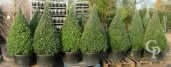 Buxus Sempervirens  Cone 1,25-1,50