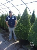 Buxus Sempervirens  Cone  1,50-1,75