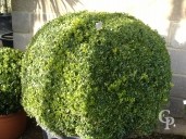 Buxus Sempervirens  Extra Ball