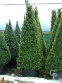 Buxus Sempervirens  Four Sided
