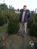 Buxus Sempervirens  Hedge  80cm