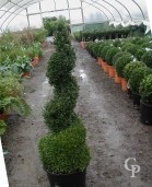 Buxus Sempervirens  Spiral