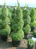 Buxus Sempervirens  1,25+ Spiral Extra