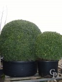 Buxus Sempervirens  100cm Extra Ball