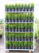 Buxus Sempervirens  20-25 1 5l