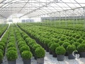 Buxus Sempervirens  50cm Ball