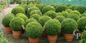 Buxus Sempervirens  60cm Ball