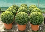 Buxus Sempervirens  60cm Ball