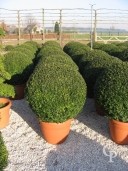 Buxus Sempervirens  70cm Ball