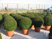 Buxus Sempervirens  70cm Ball