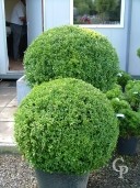 Buxus Sempervirens  70cm Plus Ball