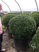 Buxus Sempervirens  95cm Plus Ball