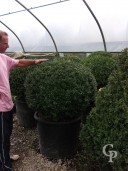 Buxus Sempervirens  95cmball