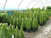 Buxus Sempervirens Cone Selection