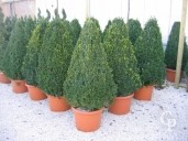 Buxus Sempervirens Flat Sided Pyramid