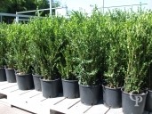 Buxus Sempervirens Large Hedging   5l