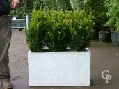 Buxus Sempervirens