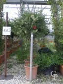 Callistemon 'Captain Cook'  Half-Std