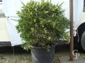 Callistemon Citr 'White Aztec'