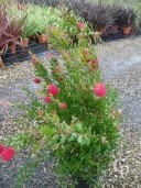 Callistemon Laevis     10l