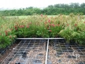 Callistemon Laevis    10l