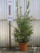 Callistemon Laevis   LV12 100cm