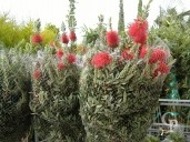 Callistemon Laevis