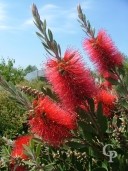 Callistemon Laevis