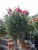 Callistemon Laevis  Half-Std