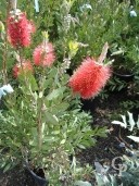 Callistemon Laevis