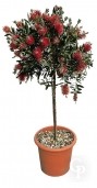 Callistemon Laevis  Alb 240