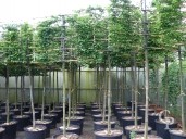 Carpinus  1 6 Espalier Std